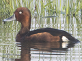 Ferruginous Duck
